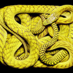 guido-mocafico_snake-photography_serpens-collection_1