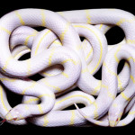 guido-mocafico_snake-photography_serpens-collection_10