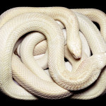guido-mocafico_snake-photography_serpens-collection_11