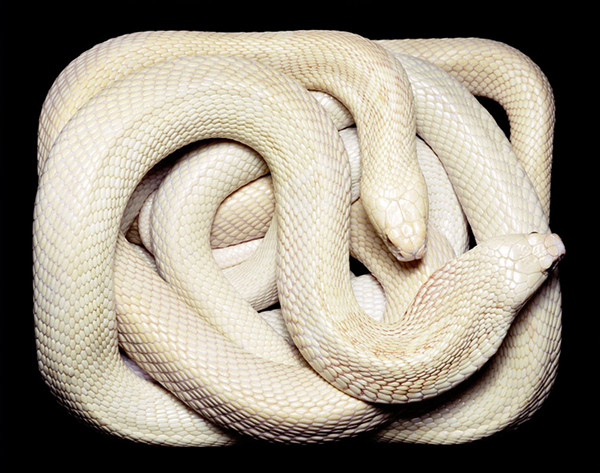 guido-mocafico_snake-photography_serpens-collection_11 guido-mocafico_snake-photography_serpens-collection_11