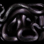guido-mocafico_snake-photography_serpens-collection_12