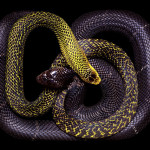 guido-mocafico_snake-photography_serpens-collection_3