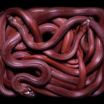 guido-mocafico_snake-photography_serpens-collection_4