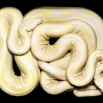 guido-mocafico_snake-photography_serpens-collection_5