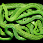 guido-mocafico_snake-photography_serpens-collection_6