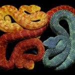 guido-mocafico_snake-photography_serpens-collection_7