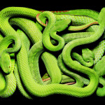 guido-mocafico_snake-photography_serpens-collection_8