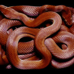 guido-mocafico_snake-photography_serpens-collection_9
