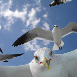 national-geographic-international-photography-contest_6