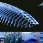 Physalia-Amphibious-Garden-Boat_9 Physalia-Amphibious-Garden-Boat_9