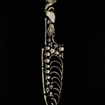 francois-robert-bone-art_12