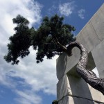 tree-museum_1 tree-museum_1