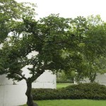 tree-museum_12 tree-museum_12