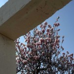 tree-museum_15 tree-museum_15
