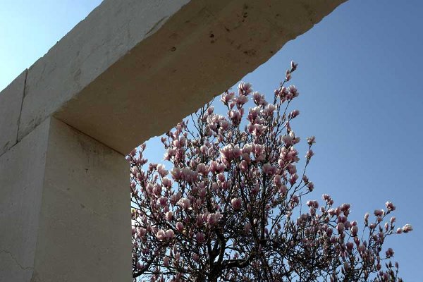 tree-museum_15