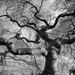 tree-museum_2 tree-museum_2