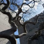 tree-museum_3 tree-museum_3