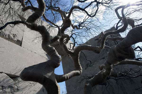 tree-museum_3