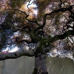 tree-museum_4 tree-museum_4