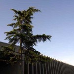 tree-museum_8 tree-museum_8