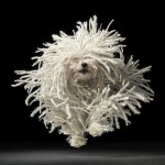 Dog Photography by Tim Flach 1
