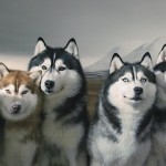 Dog Photography by Tim Flach 10