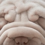 Dog Photography by Tim Flach 12