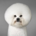 Dog Photography by Tim Flach 2