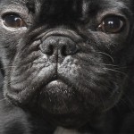 Dog Photography by Tim Flach 3