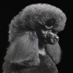 Dog Photography by Tim Flach 5