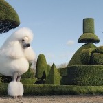 Dog Photography by Tim Flach 8