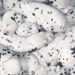 Dog Photography by Tim Flach 9