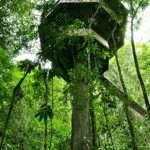 Finca Bellavista Treehouse Community 3