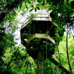 Finca Bellavista Treehouse Community 5