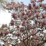 DC Cherry Blossoms