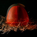 Deep Sea Exploration 4