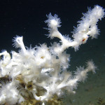 Deep Sea Exploration 5