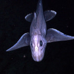 Deep Sea Exploration 6