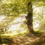 Andrew Brooks Landscape Photography 4