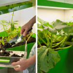 Indoor Farm and Compost by Ferber and Dieckmann 7