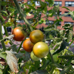 Rooftop Hydroponic Garden 3