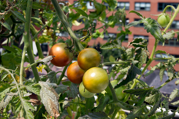 Rooftop Hydroponic Garden NYC