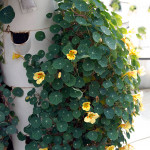 Bell, Book and Candle, hydroponic garden,roof top garden,vertical gardening