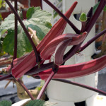 Bell, Book and Candle, hydroponic garden,roof top garden,vertical gardening