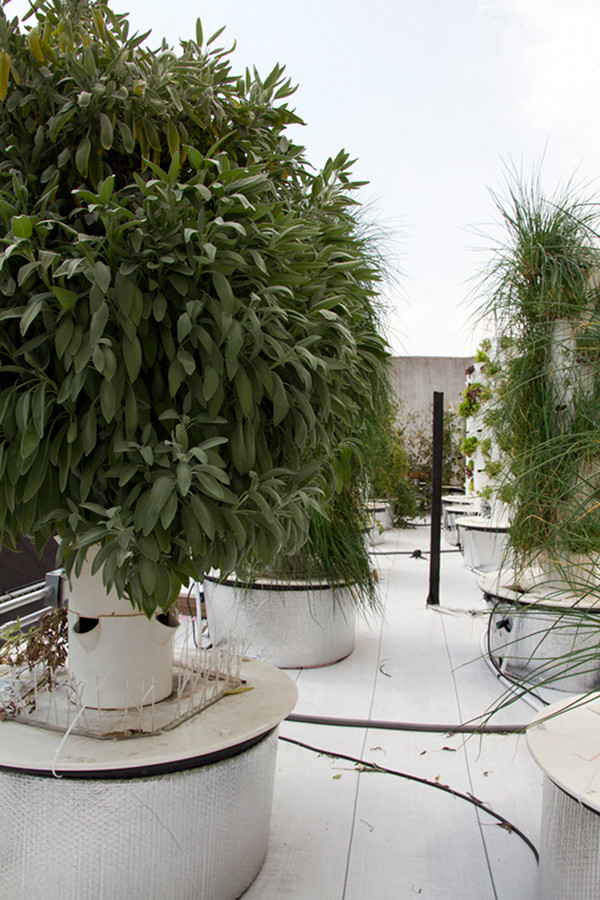 Bell, Book and Candle, hydroponic garden,roof top garden,vertical gardening