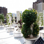 Bell, Book and Candle, hydroponic garden,roof top garden,vertical gardening