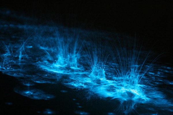 Glowing Nature Photography by Phil Hart 6