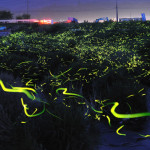 Slow Shutter Fireflies 1
