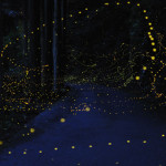 Slow Shutter Fireflies 10