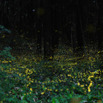 Slow Shutter Fireflies 11
